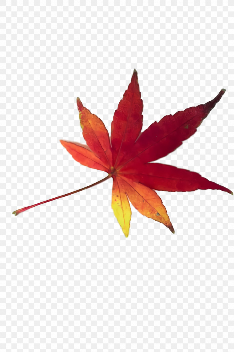 Maple Leaf, PNG, 960x1440px, 420 Day, Leaf, Bud, Hemp, Maple Leaf Download Free