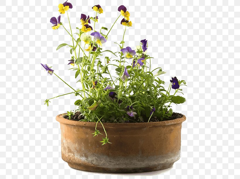 Violet Web Development Herbalism Purple, PNG, 545x614px, Violet, Blog, Company, Flower, Flowerpot Download Free