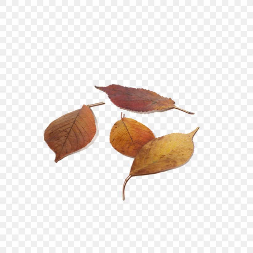 Autumn Leaves, PNG, 2000x2000px, Traditional Chinese Medicine, Acupuncture, Gua Sha, Leaf, Medicine Download Free