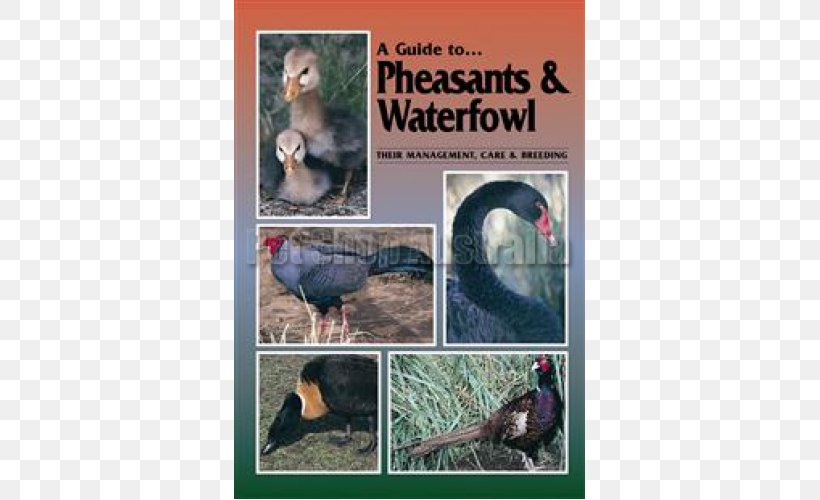 Bird A Guide To Pheasants And Waterfowl: Their Management, Care And Breeding Poultry Ring-necked Pheasant, PNG, 500x500px, Bird, Advertising, Aviculture, Beak, Ecosystem Download Free