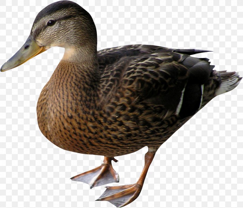 Duck Mallard Bird Goose, PNG, 1196x1024px, Duck, Animal, Beak, Bird, Canard Download Free