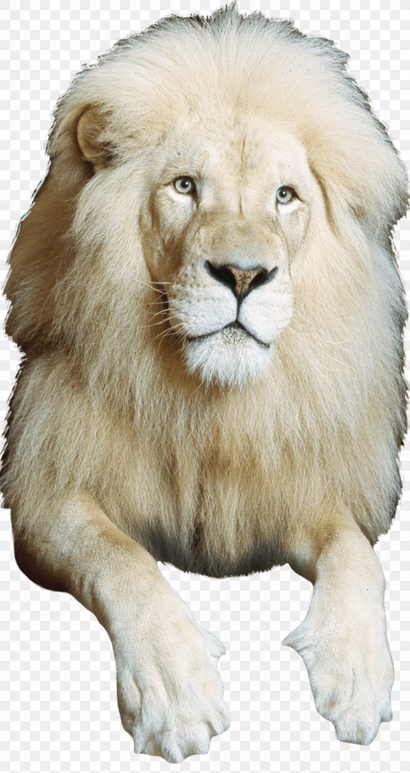 East African Lion Circus Whiskers Mane Photography, PNG, 1200x2260px, East African Lion, Animal, Big Cats, Carnivoran, Carol M Highsmith Download Free