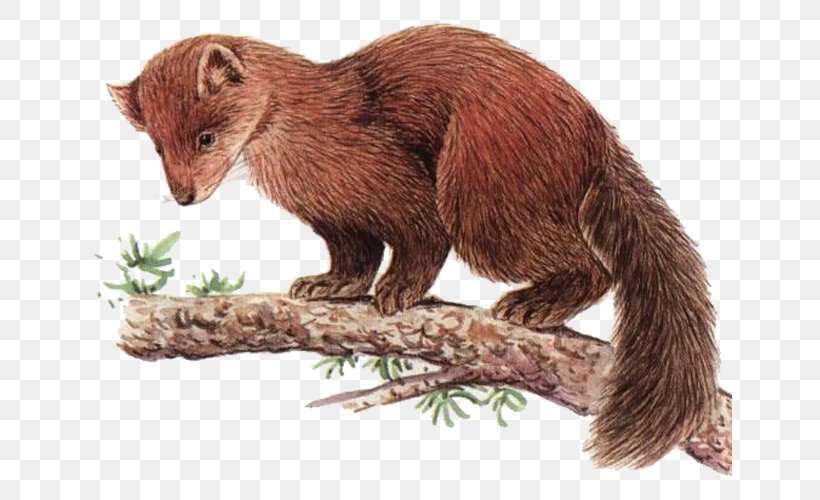 Mink Arctic Fox American Marten Sable Red Fox, PNG, 644x500px, Mink, American Marten, Animal Sauvage, Aquaculture, Arctic Fox Download Free