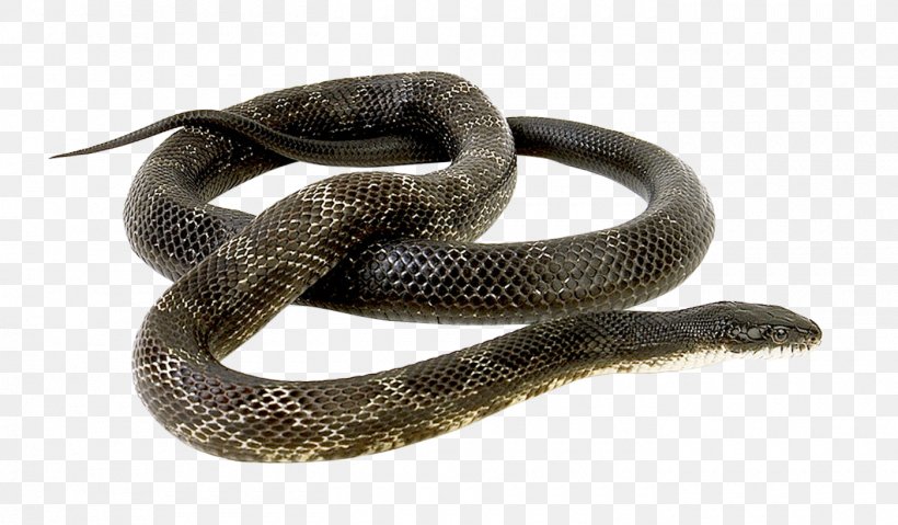 Rattlesnake, PNG, 1400x819px, Snake, Cobra, Colubridae, Elapidae, Kingsnake Download Free