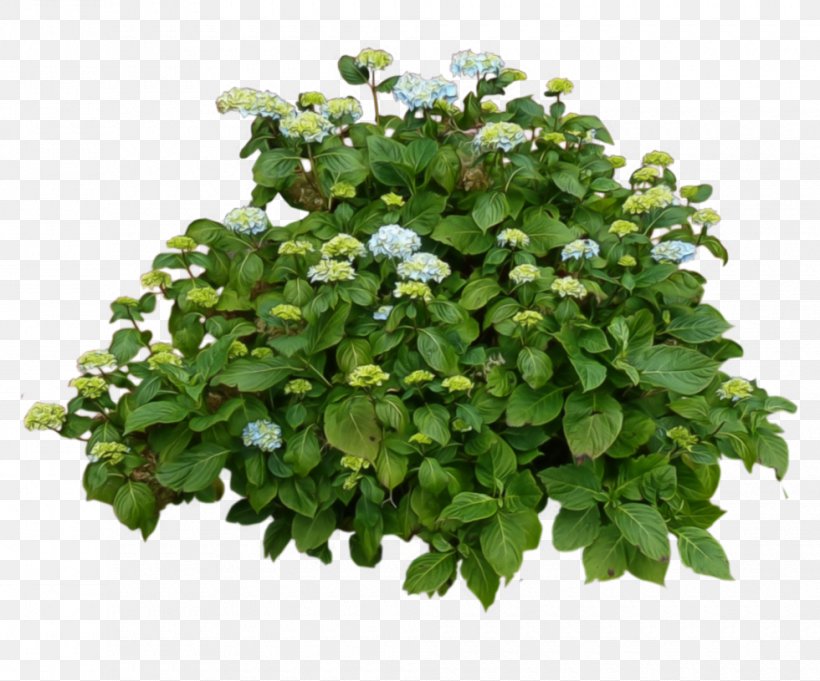 Shrub Cercis Siliquastrum Hydrangea Plant, PNG, 980x815px, Shrub, Annual Plant, Cercis Siliquastrum, Garden, Grass Download Free