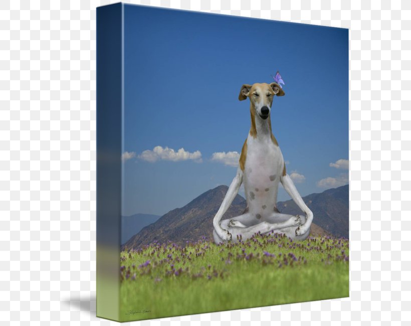 Whippet Italian Greyhound Longdog Spanish Greyhound, PNG, 589x650px, Whippet, Azawakh, Companion Dog, Dog, Dog Breed Download Free