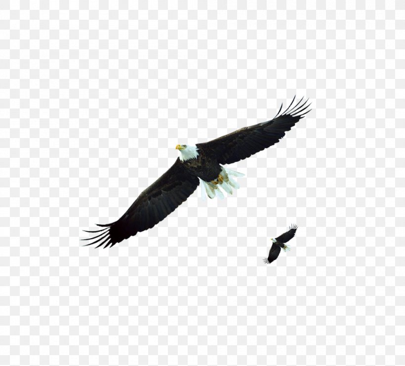 Bald Eagle, PNG, 1000x905px, Bald Eagle, Accipitriformes, Beak, Bird, Bird Of Prey Download Free