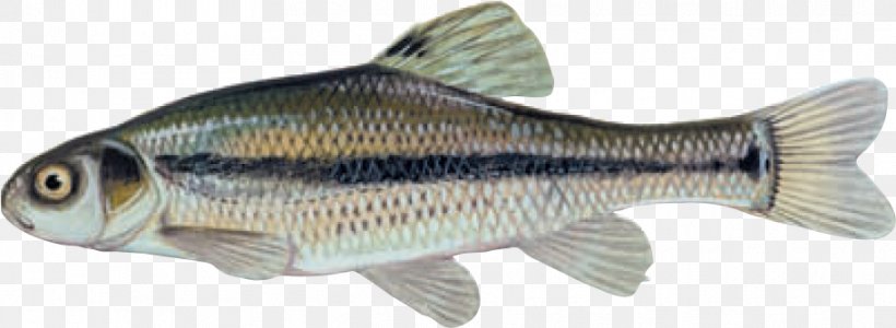Fathead Minnow Bluntnose Minnow Freshwater Fish, PNG, 912x334px, Minnow, Animal Figure, Bait Fish, Bony Fish, Carp Download Free