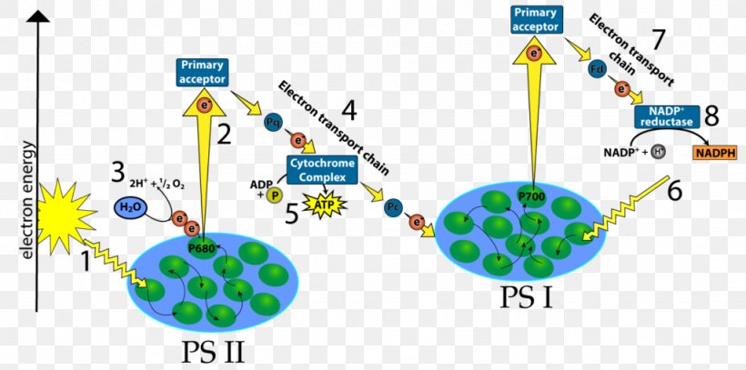 Light-dependent Reactions Electron Transport Chain Thylakoid Photosystem P700, PNG, 1024x509px, Lightdependent Reactions, Area, Biological Membrane, Chloroplast, Diagram Download Free