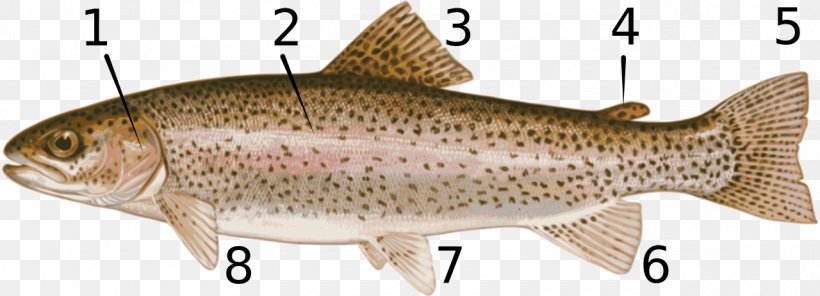 Rainbow Trout Salmonids Fish Stocking, PNG, 1280x463px, Rainbow Trout, Animal Figure, Atlantic Salmon, Bony Fish, Brook Trout Download Free