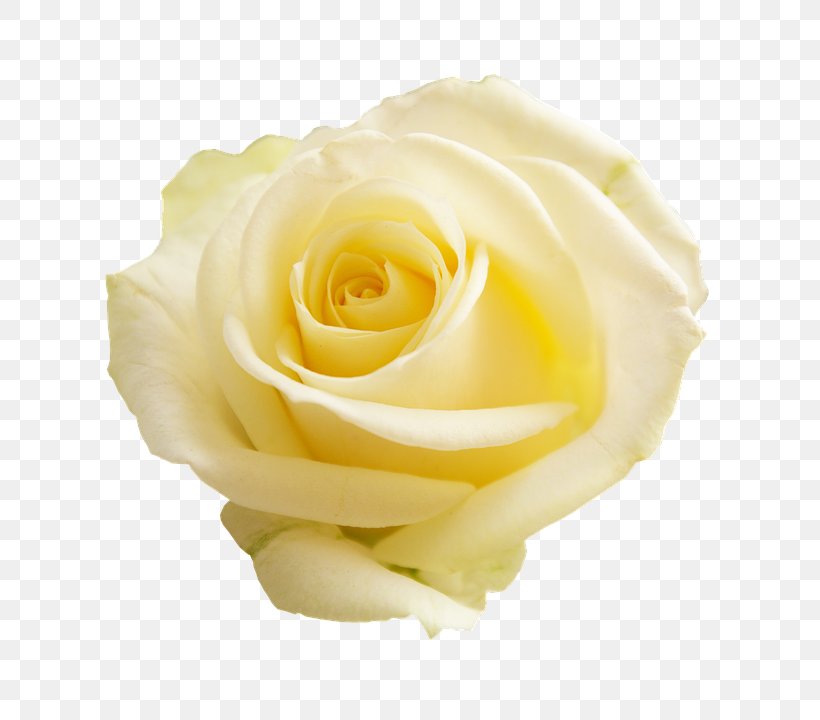 Flower Stock.xchng Garden Roses Clip Art Desktop Wallpaper, PNG, 696x720px, Flower, Blue Rose, Close Up, Cut Flowers, Damask Rose Download Free