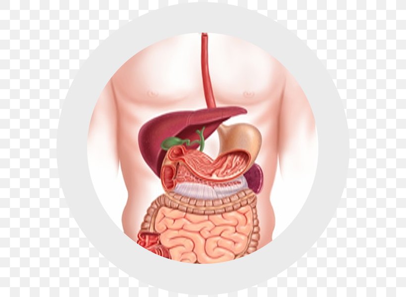 Gastrointestinal Tract Digestion Human Digestive System Endoscopy Gastroenterology, PNG, 600x600px, Watercolor, Cartoon, Flower, Frame, Heart Download Free