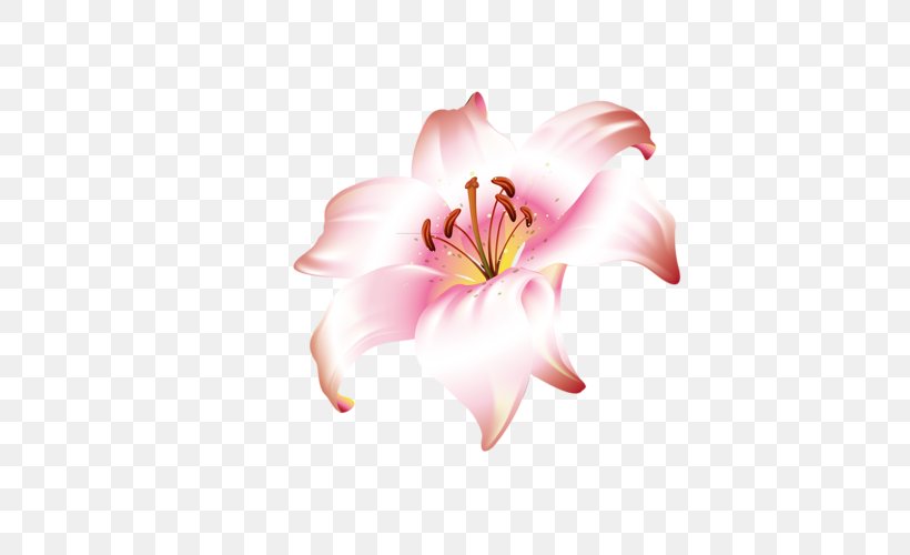 Lilium Brownii Flower Jersey Lily, PNG, 500x500px, Lilium, Amaryllis, Amaryllis Belladonna, Chrysanthemum, Cut Flowers Download Free