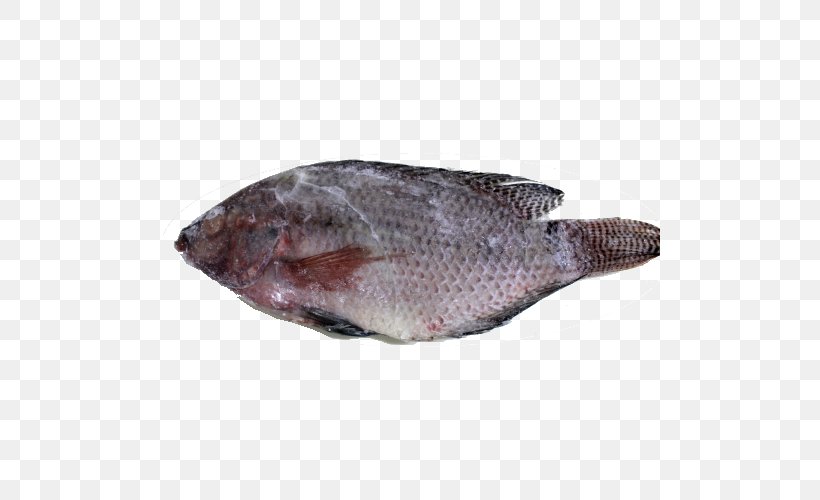 Sole Fish Products Tilapia Oily Fish Fauna, PNG, 500x500px, Sole, Animal Source Foods, Bony Fish, Fauna, Fish Download Free