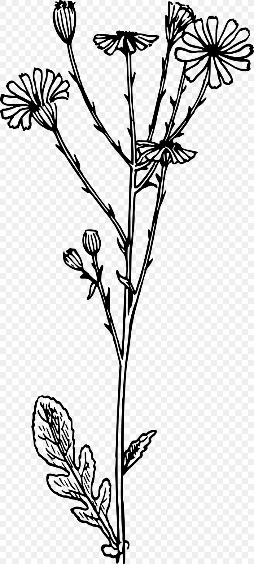 Stinking Willie Clip Art, PNG, 1082x2400px, Stinking Willie, Black And White, Branch, Drawing, Flora Download Free