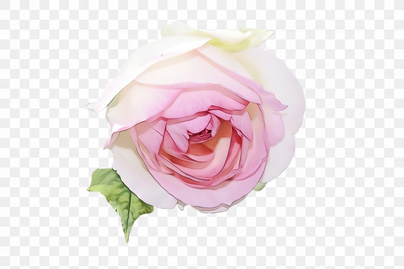 Garden Roses, PNG, 2448x1632px, Watercolor, Floribunda, Flower, Garden Roses, Hybrid Tea Rose Download Free