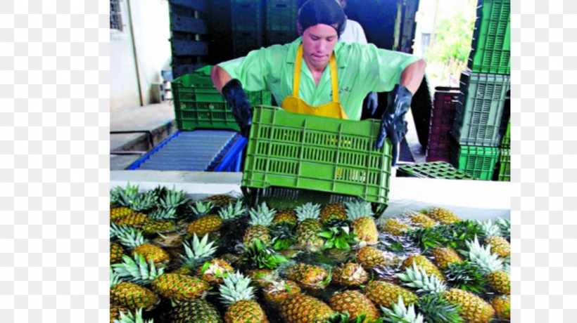 Pineapple Juice Fruit Vegetarian Cuisine Costa Rica, PNG, 1011x568px, Pineapple, Ananas, Bromeliaceae, Costa Rica, Cuisine Download Free
