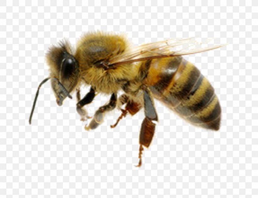Western Honey Bee Insect Characteristics Of Common Wasps And Bees, PNG, 1024x787px, Bee, Arthropod, Bee Removal, Bumblebee, Colony Download Free