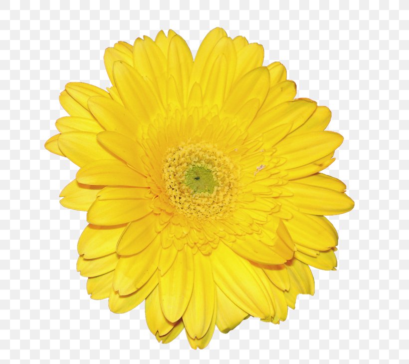 Flower Yellow Icon, PNG, 670x729px, Flower, Chrysanthemum, Chrysanths, Color, Cut Flowers Download Free