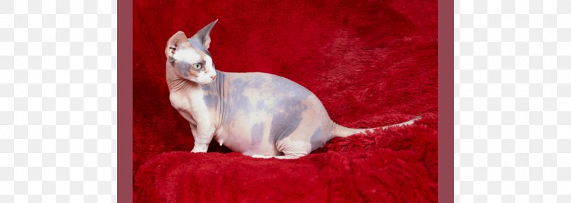 Kitten Whiskers Sphynx Cat Bambino Munchkin Cat, PNG, 1571x560px, Kitten, Bambino, Breed, Breeder, Carnivoran Download Free