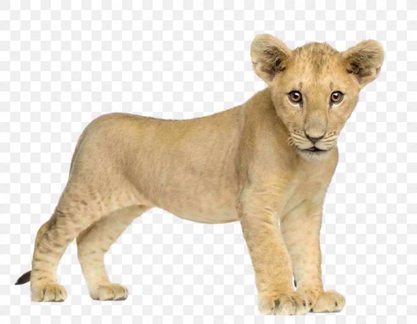 Lion Tiger, PNG, 659x522px, Lion, Big Cats, Carnivoran, Cat Like Mammal, Fauna Download Free