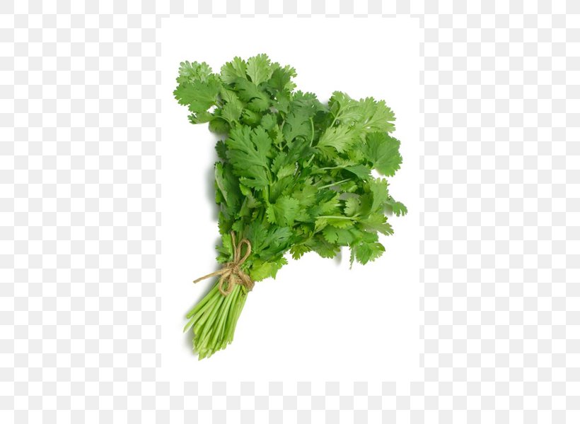 Coriander Leaf Vegetable Herb Ghormeh Sabzi Spice, PNG, 600x600px, Coriander, Condiment, Cooking, Fenugreek, Food Download Free