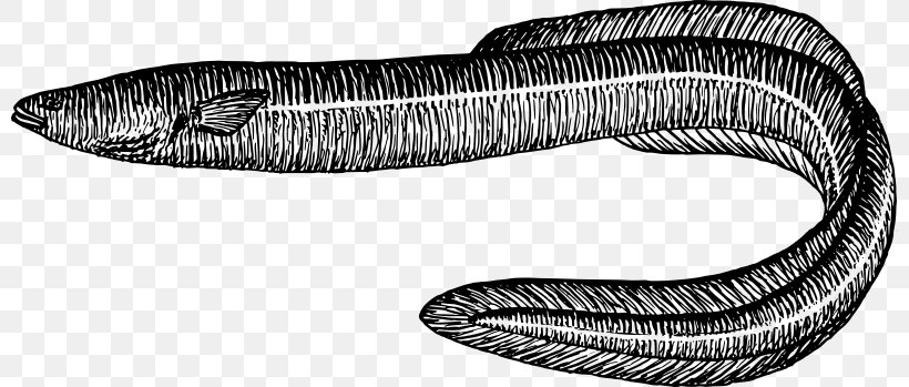 Electric Eel Drawing Sargasso Sea Clip Art, PNG, 800x349px, Eel, Black And White, Drawing, Electric Eel, Fish Download Free