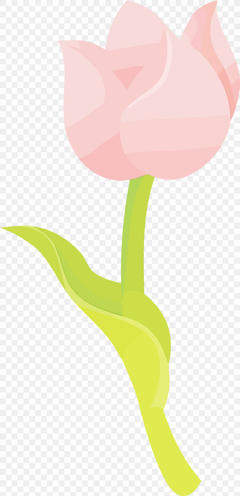 Flower Plant Stem Leaf Petal Tulip, PNG, 1453x3000px, Watercolor Flower, Biology, Branching, Cartoon, Flower Download Free