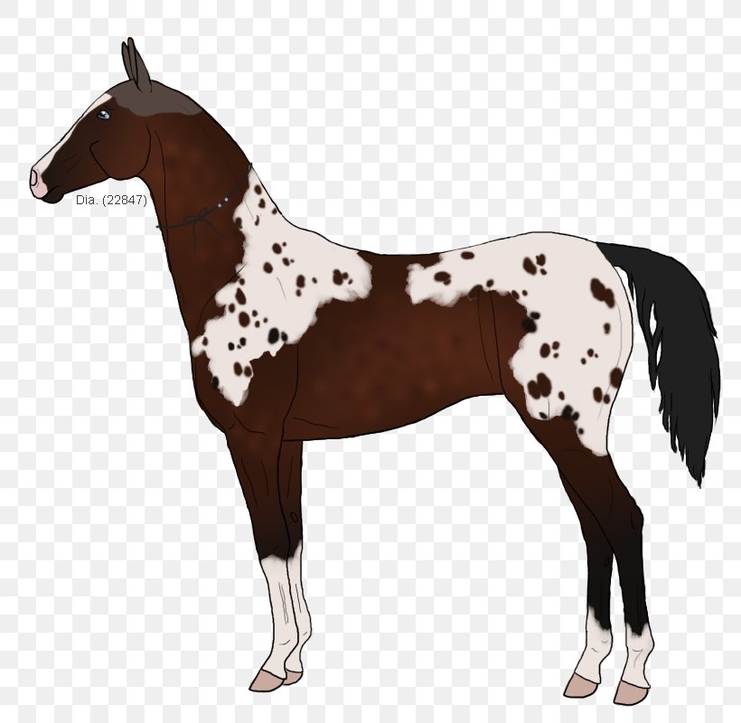 Mustang Foal Stallion Halter Mare, PNG, 800x800px, Mustang, Bridle, Colt, Foal, Halter Download Free