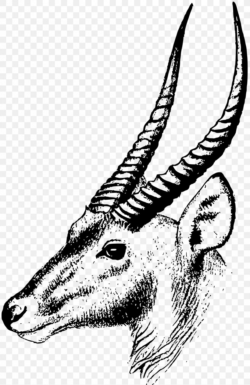 Antelope Oryx Impala Clip Art, PNG, 1560x2400px, Antelope, Art, Black And White, Carnivoran, Cattle Like Mammal Download Free