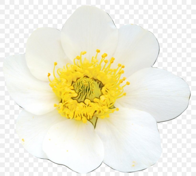 Flower Petal White Yellow Plant, PNG, 863x776px, Watercolor, Anemone, Flower, Paint, Petal Download Free