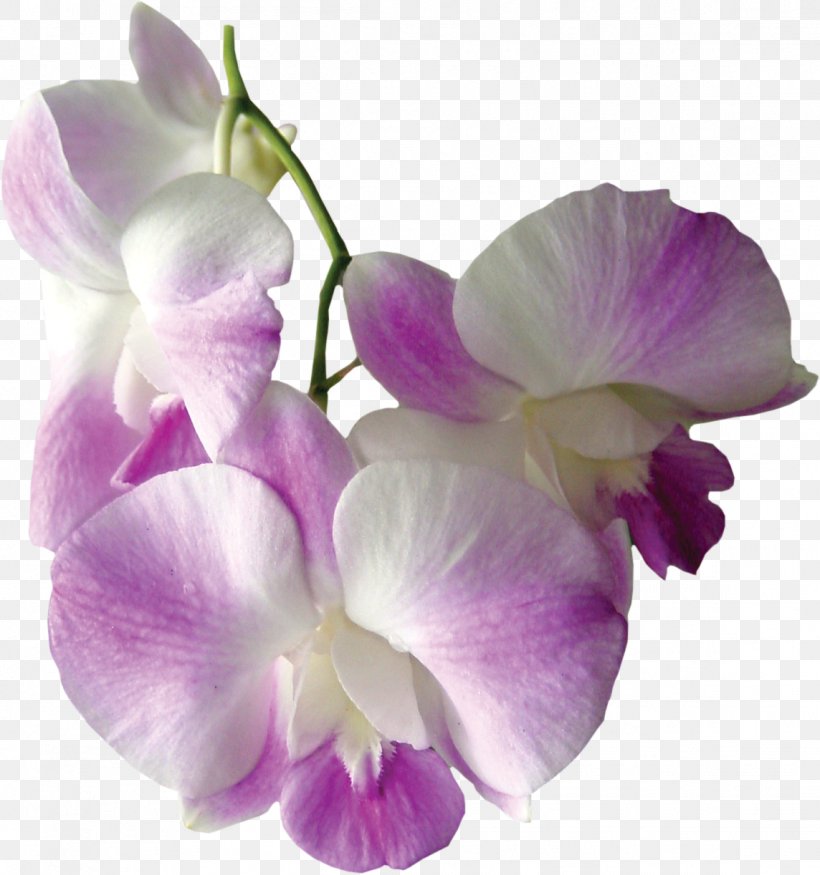 Flower Spathoglottis, PNG, 1144x1222px, Flower, Cattleya, Cut Flowers, Dendrobium, Everlasting Sweet Pea Download Free