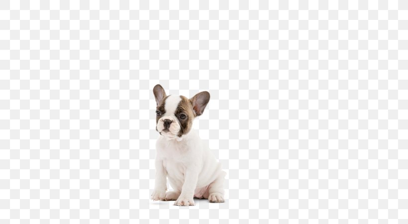 French Bulldog Toy Bulldog Puppy Dog Breed, PNG, 580x450px, French Bulldog, Blue Merle, Breed, Bulldog, Bulldog Breeds Download Free