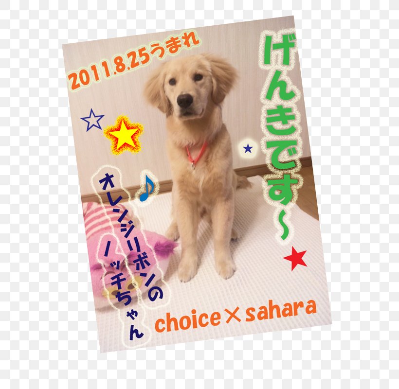 Golden Retriever Puppy Dog Breed Companion Dog, PNG, 600x800px, Golden Retriever, Breed, Carnivoran, Companion Dog, Crossbreed Download Free