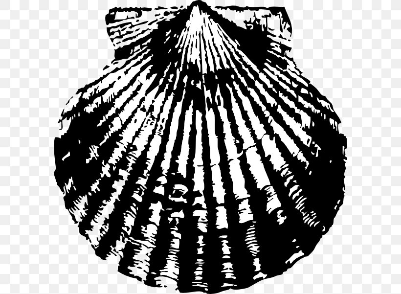 Seashell Scallop Drawing Clip Art, PNG, 600x601px, Seashell, Black And White, Clams Oysters Mussels And Scallops, Cockle, Conch Download Free