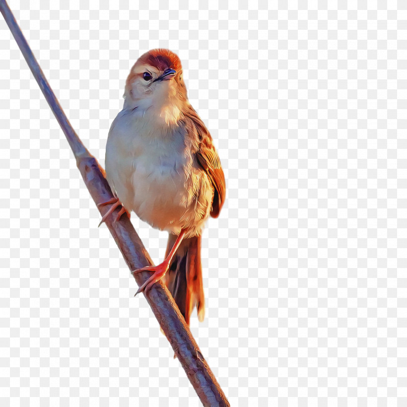 Bird, PNG, 1440x1440px, Bird, Beak, Branch, Eastern Bluebird, Emberizidae Download Free
