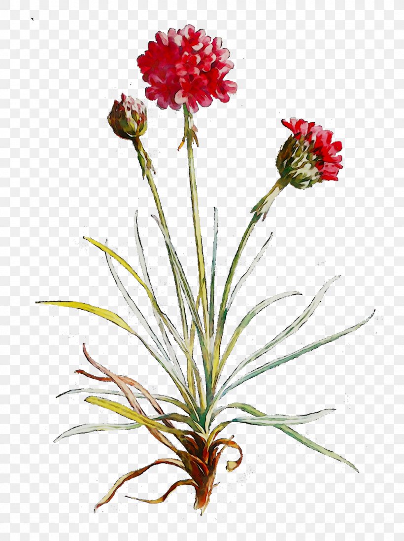 Carnation Floral Design Cut Flowers Plant Stem, PNG, 1422x1904px, Carnation, Botany, Cut Flowers, Floral Design, Flower Download Free