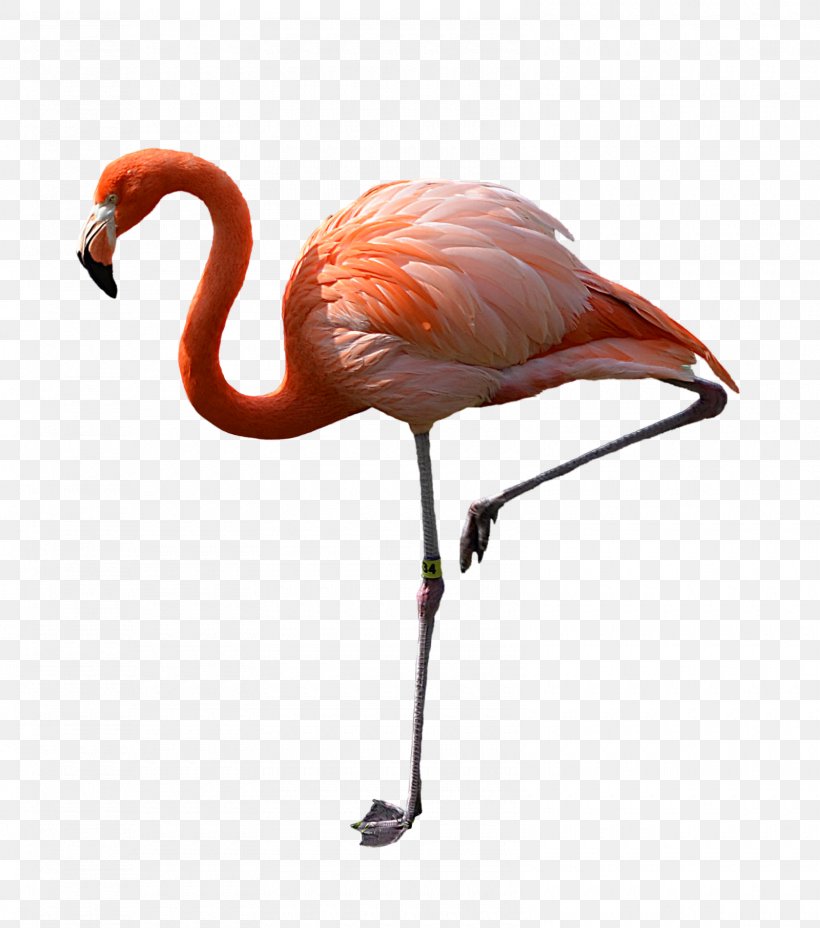 Flamingo Clip Art, PNG, 1600x1811px, Flamingo, Beak, Bird, Display Resolution, Document Download Free