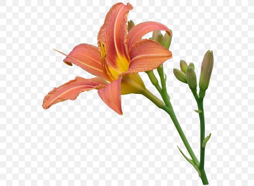 Lily Orange, PNG, 600x600px, Flower, Adobe Flash, Alstroemeriaceae, Bud, Comparazione Di File Grafici Download Free
