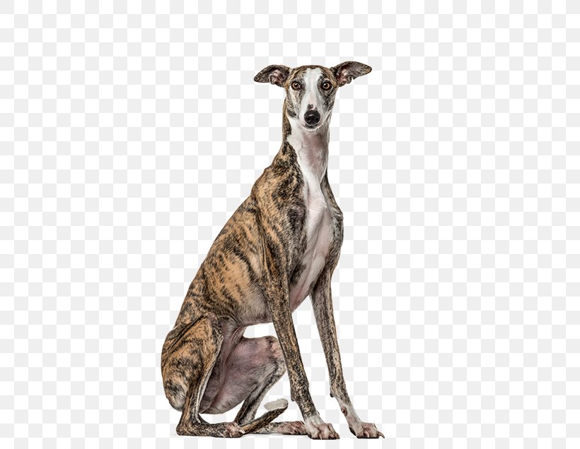 Lurcher Spanish Greyhound Whippet Italian Greyhound, PNG, 636x636px, Lurcher, American Staghound, Animal Sports, Azawakh, Carnivoran Download Free