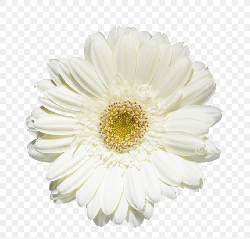 Common Daisy Transvaal Daisy Chrysanthemum Oxeye Daisy Cut Flowers, PNG, 1300x1240px, Common Daisy, Asterales, Chrysanthemum, Chrysanths, Cut Flowers Download Free
