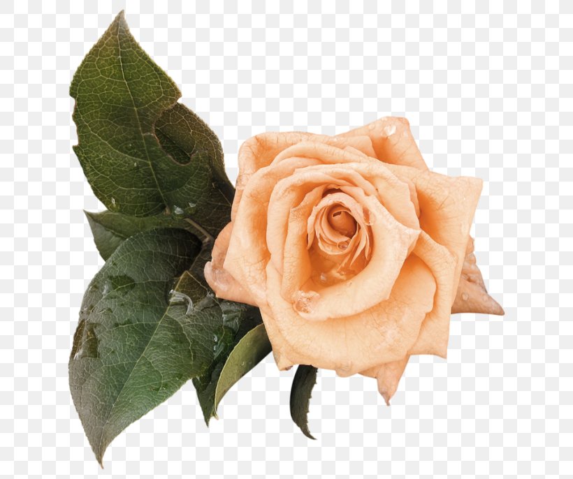 Garden Roses Beach Rose Flower, PNG, 650x686px, Garden Roses, Beach Rose, Cut Flowers, Email, Flower Download Free
