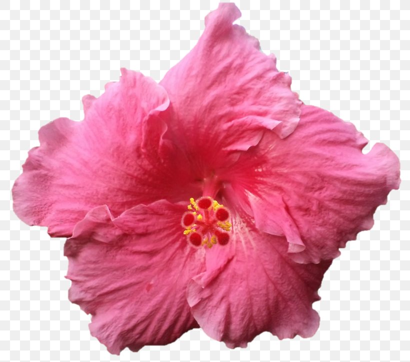Hibiscus Cut Flowers Pink M Petal, PNG, 800x723px, Hibiscus, Cut Flowers, Flower, Flowering Plant, Herbaceous Plant Download Free