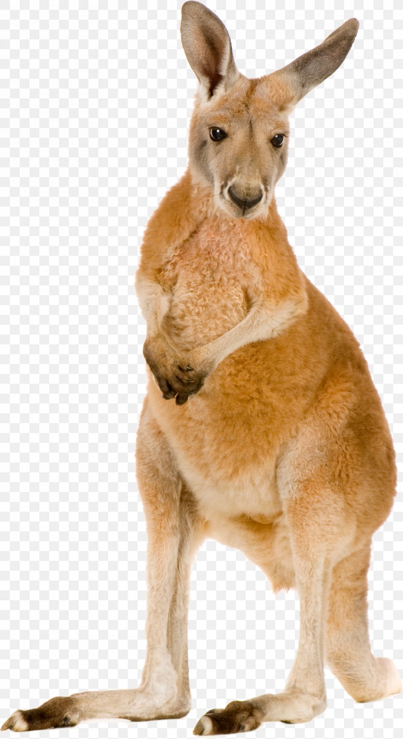 Kangaroo Macropodidae Clip Art, PNG, 1013x1856px, Kangaroo, Eastern Grey Kangaroo, Fauna, Fur, Macropodidae Download Free