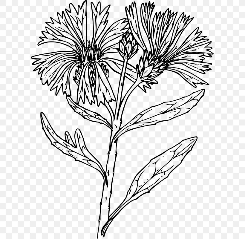 Line Art Flower Drawing, PNG, 613x800px, Line Art, Artwork, Black And White, Branch, Centaurea Diffusa Download Free
