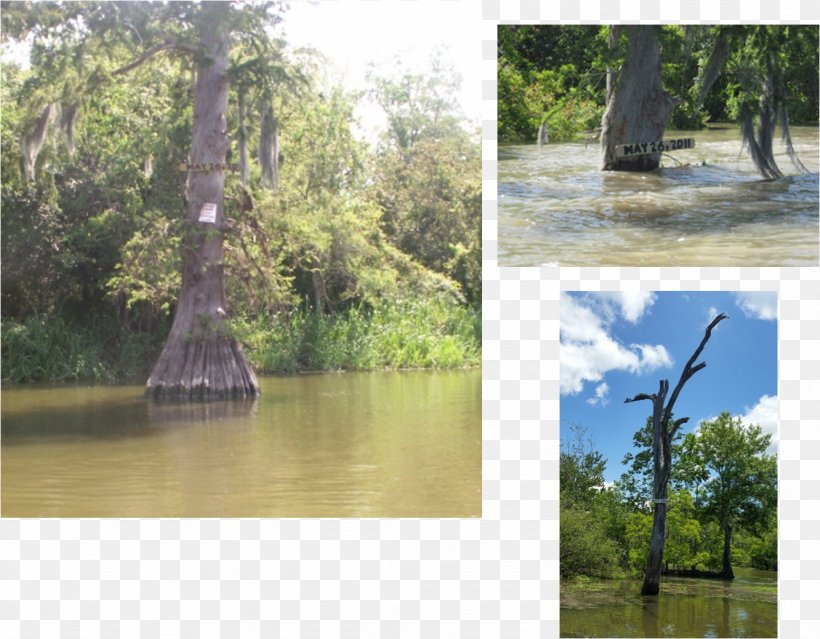 Bayou Pigeon, Louisiana Atchafalaya Basin Riparian Zone Swamp, PNG, 1332x1039px, Bayou Pigeon Louisiana, Bank, Bayou, Creek, Ecosystem Download Free