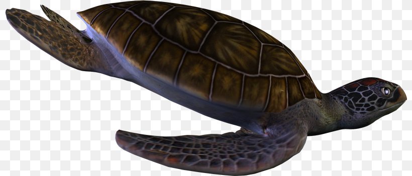 Box Turtles Reptile Archelon Protostega, PNG, 800x351px, Box Turtles, Animal Figure, Archelon, Box Turtle, Cheloniidae Download Free