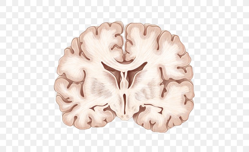 Coronal Plane Human Brain Neuroanatomy, PNG, 500x500px, Watercolor, Cartoon, Flower, Frame, Heart Download Free