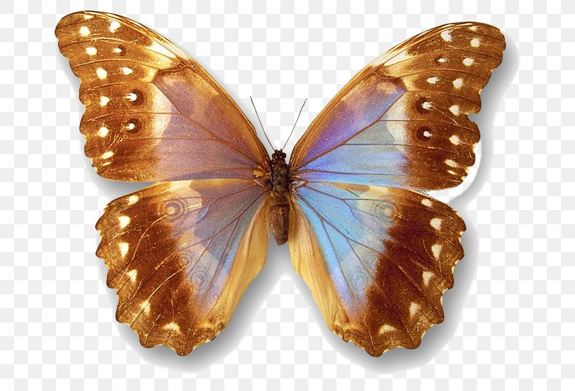 Gfycat Information Animaatio, PNG, 706x558px, Gfycat, Animaatio, Arthropod, Avatar, Brush Footed Butterfly Download Free