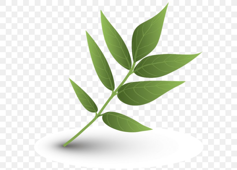 Leaf, PNG, 600x587px, Leaf, Element, Herbalism, Logo, Maple Leaf Download Free